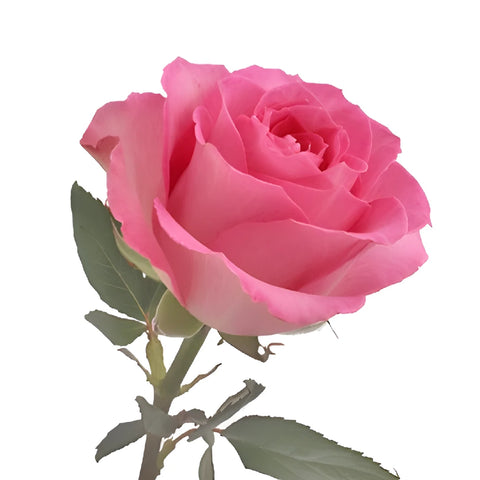 Sweet Unique Pink Rose Stem - Image