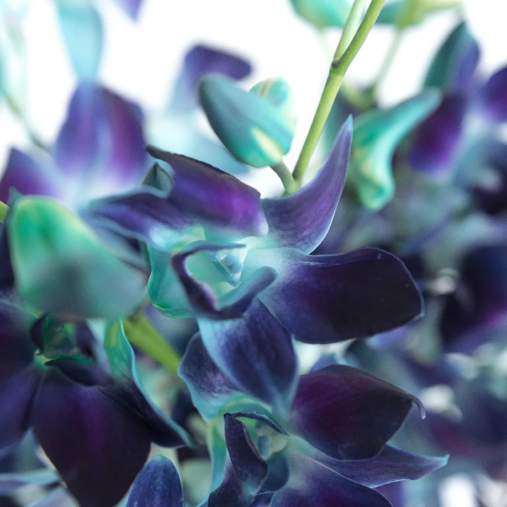 blue dendrobium orchid centerpieces