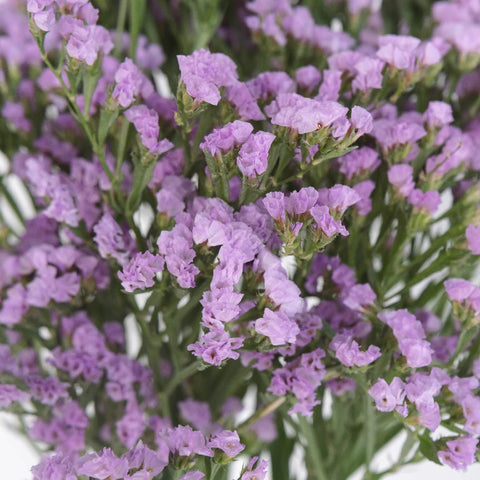 Tissue Culture Statice Lavender Flower Close Up - Image