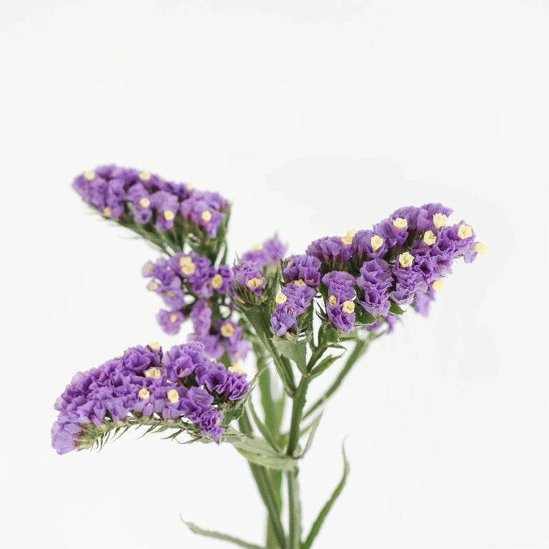 Tissue Culture Statice Purple Flower Stem - Image