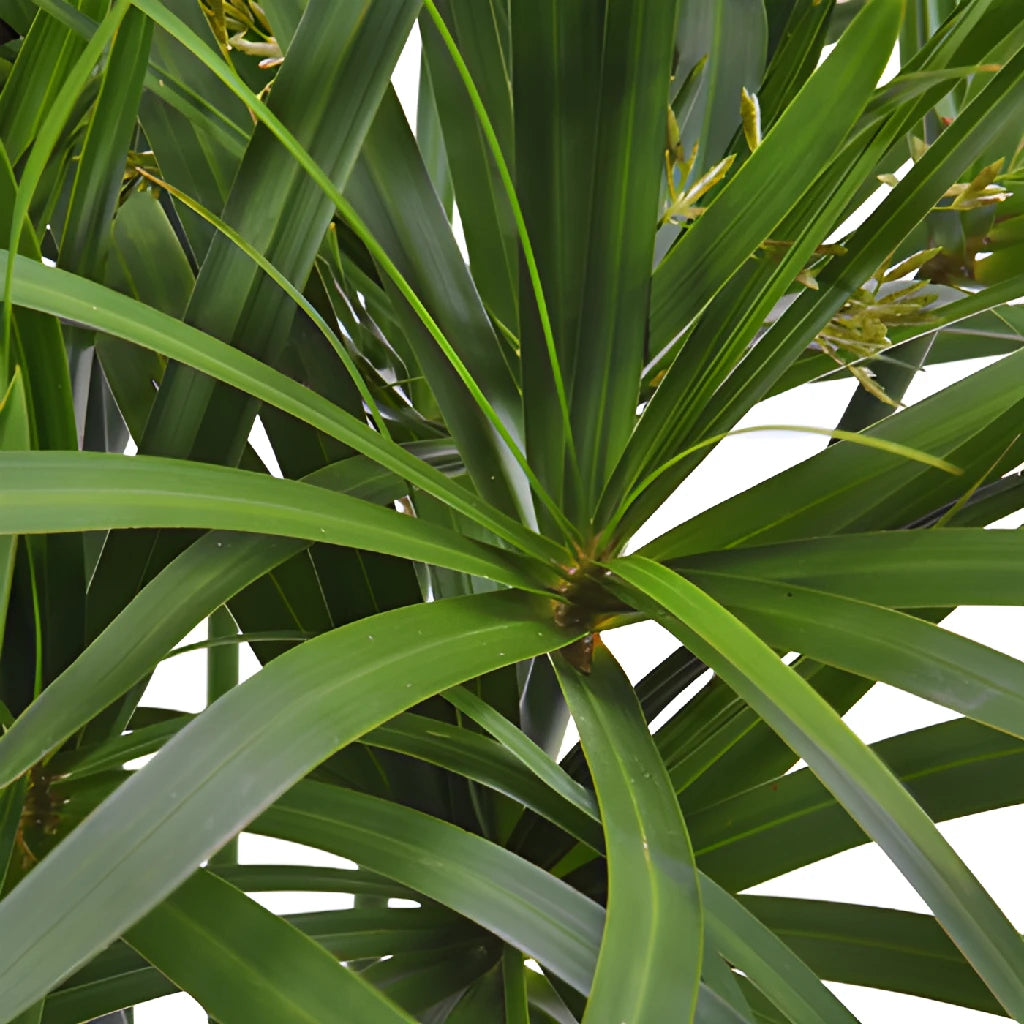 Buy Wholesale Umbrella Palm Cut Greenery in Bulk