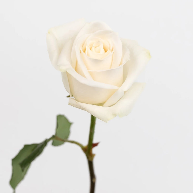 Vendela Ivory Rose Stem - Image