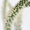 Veronica White Flower