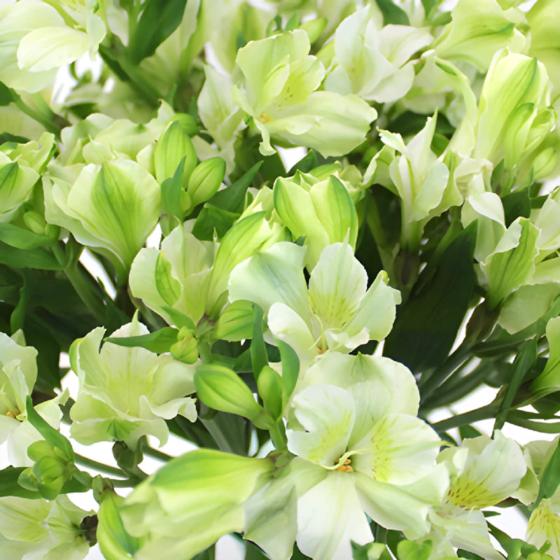 White Alstrecia alstroemeria Wholesale Flower Upclose