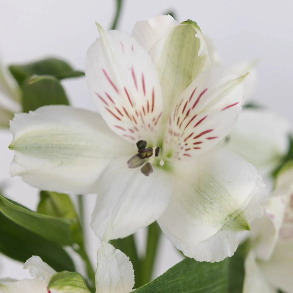 Buy Wholesale White Alstroemeria Fresh Flowers in Bulk