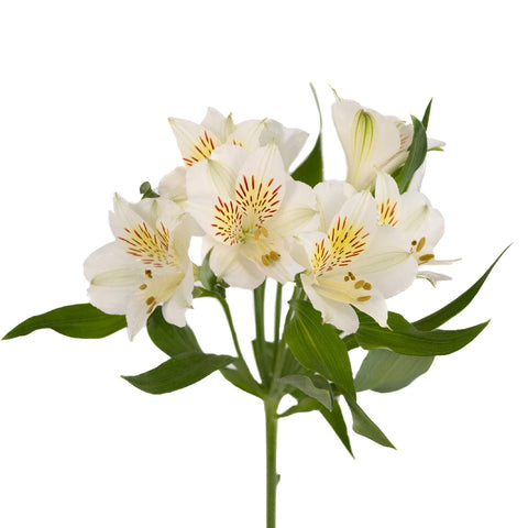 White Blush Peruvian Lilies Stem - Image