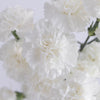 White Carnations Flower