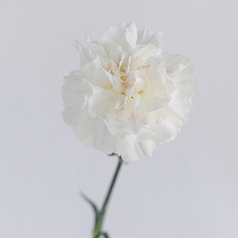 White Carnations Flower Stem - Image