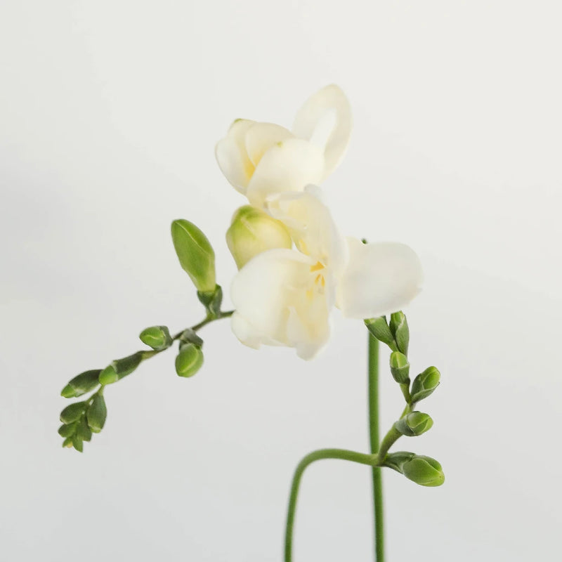 White Designer Freesia Flower Stem - Image