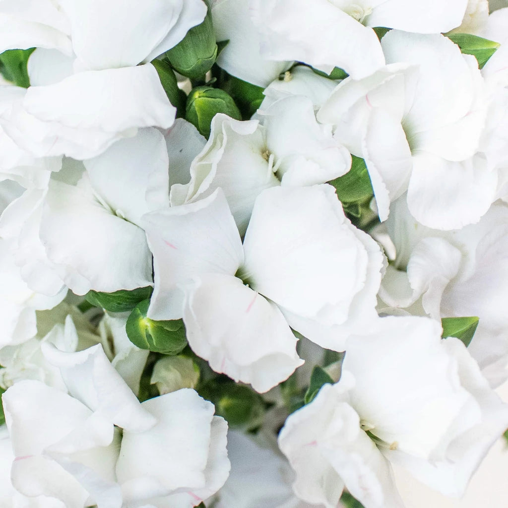 ■Flower■ Buy Wholesale Mint Green Solomio Flower in Bulk - FiftyFlowers