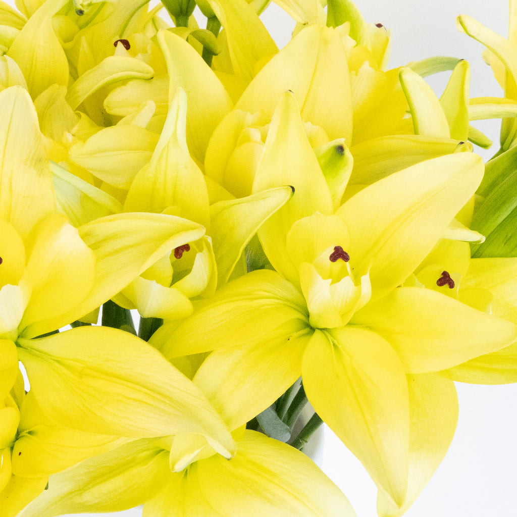 butterfly lily flower Yellow Butterfly Lily Flower