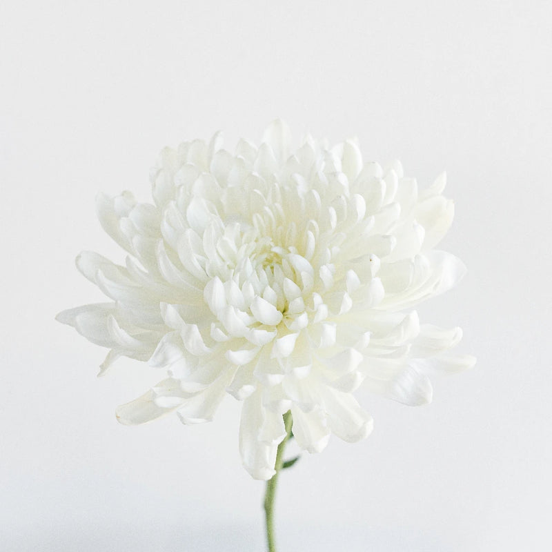 Zembla Cremon White Flower Stem - Image