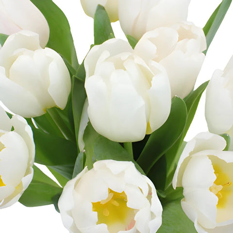 Russian White Fresh Tulips