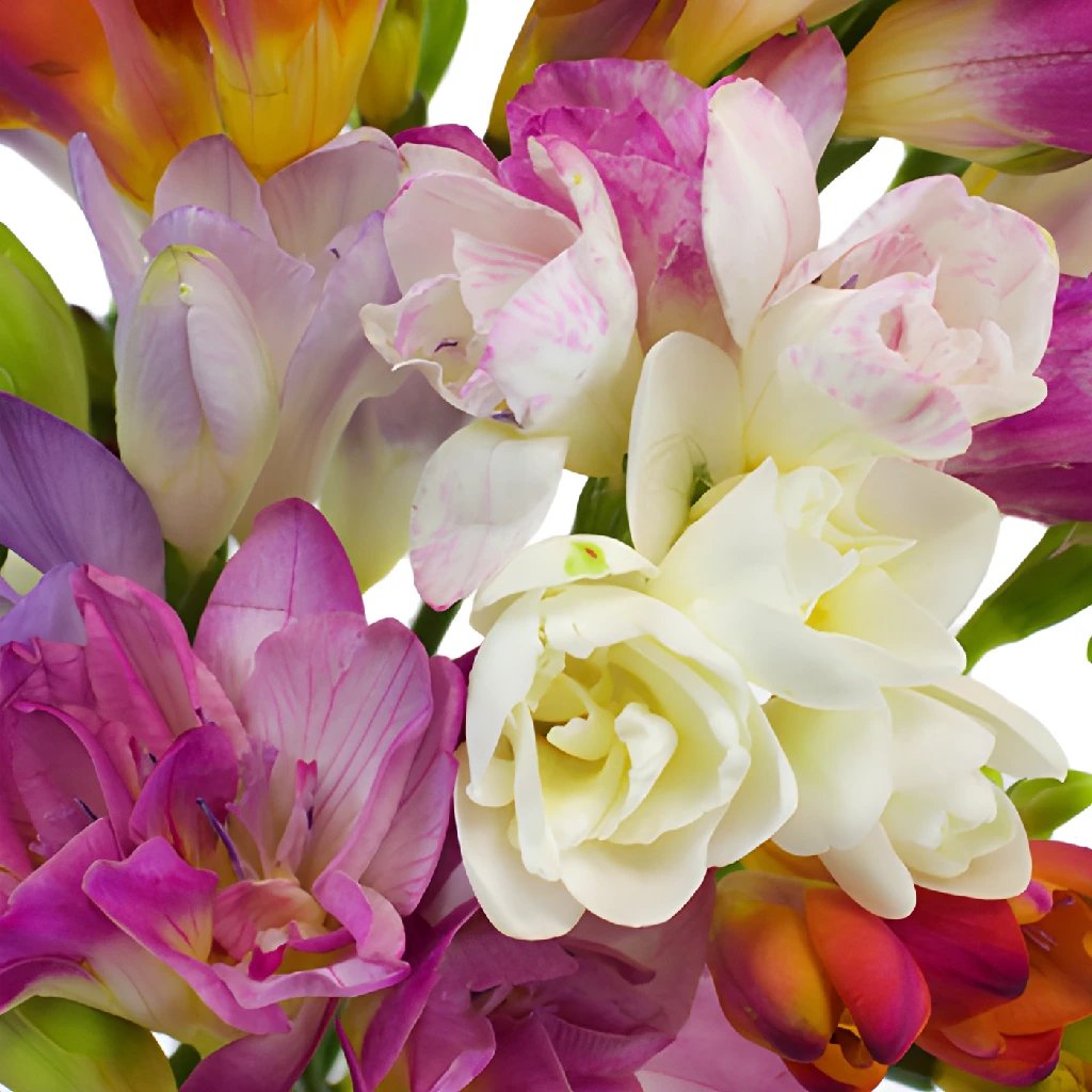 farm mix assorted colors freesia flowers | diy wedding flowers |  fiftyflowers
