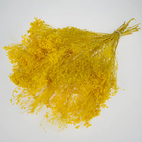 Mustard Yellow Broom Bloom