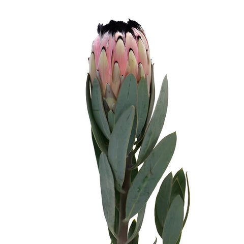Pink Mini Protea Stem with baby