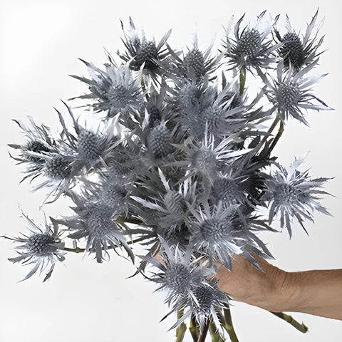 Silver Tinted Thistle Wholesale Flower Bunch in a hand