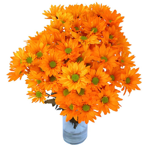 Orange Bulk Daisy Enhanced Flower