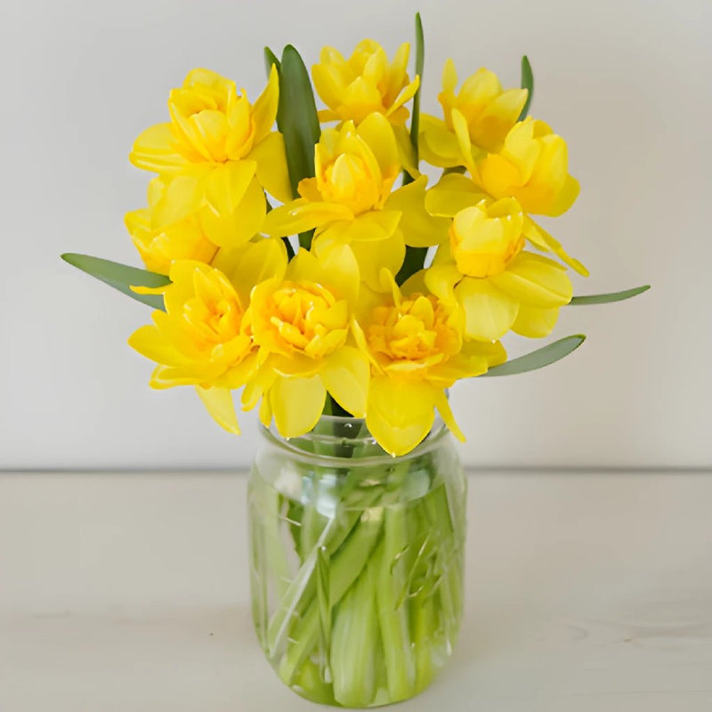Double Trouble Daffodil Flower
