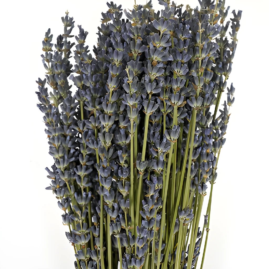 Naturally Dried Lavender Bunch - 13 to 16 Height – Ed's Plant Shop