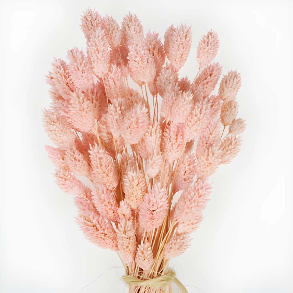 Dried Phalaris bleached pink 