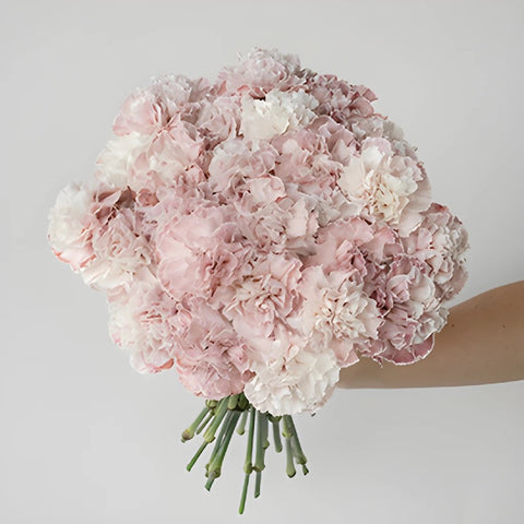 Dusty Pink Carnations bulk bunch