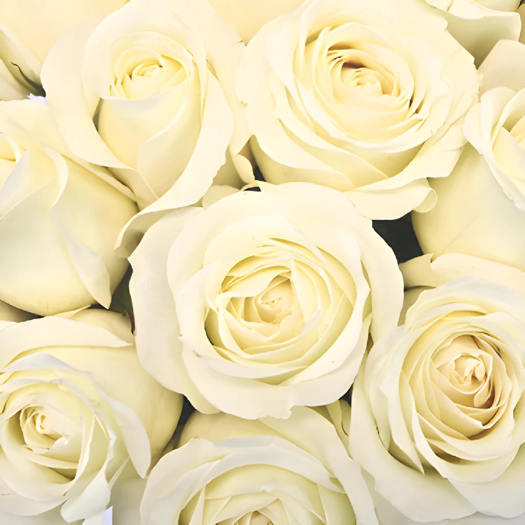 Buy Wholesale Soft White Sweetheart Roses In Bulk - FiftyFlowers