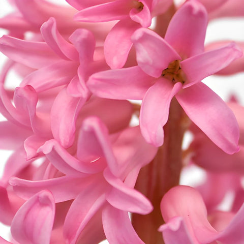 Hyacinth Pink Flower