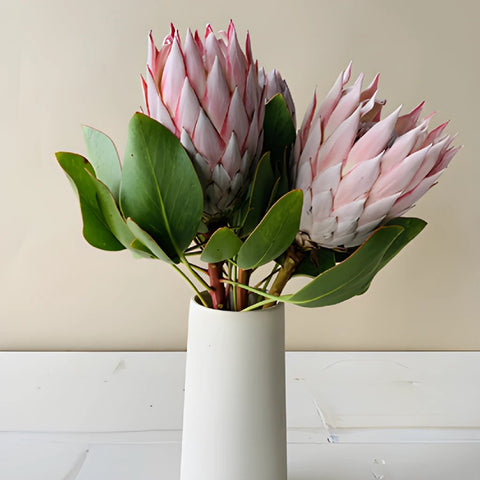 King Protea Tropical Flowers in a vase