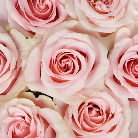 Valentines Light Pink Rose Special