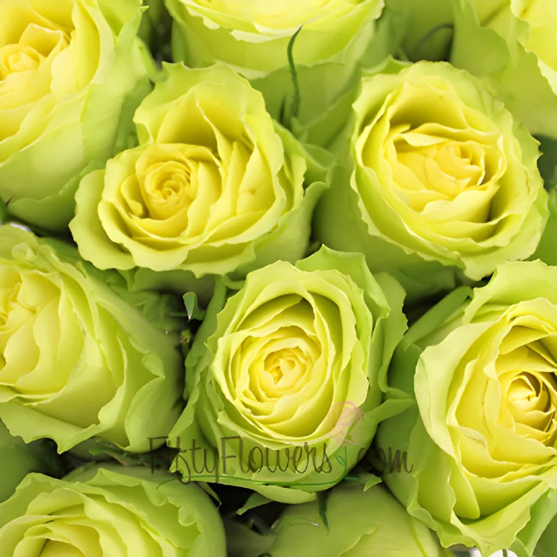 Limbo Green Yellow Rose