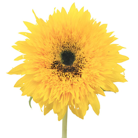 Sunsplash Mini Sunflowers