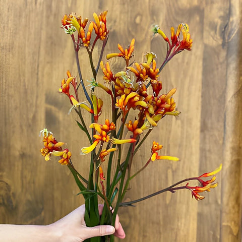 Orange Designer Kangaroo Paw Flowers