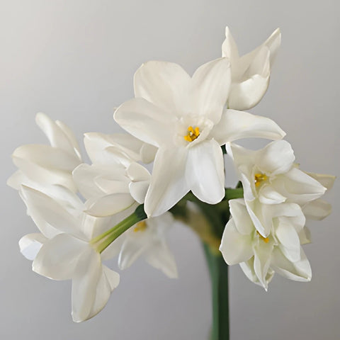 Narcissus Paper White Daffodil Flower