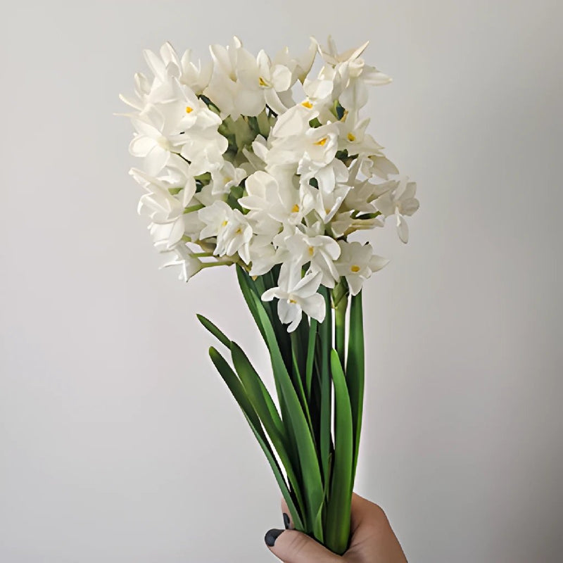 Narcissus Paper White Daffodil Flower