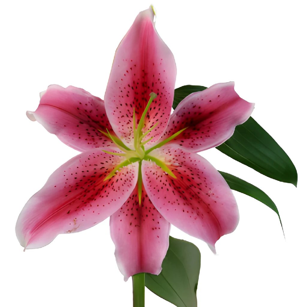 Lily Oriental Pink