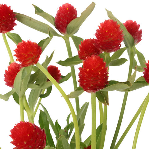 Red Gomphrena Wholesale Flowers