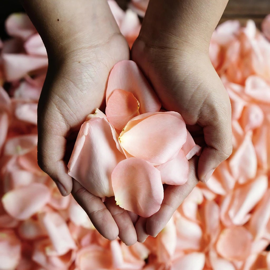 XO-Romantic Rose Petals (Hand Picked)
