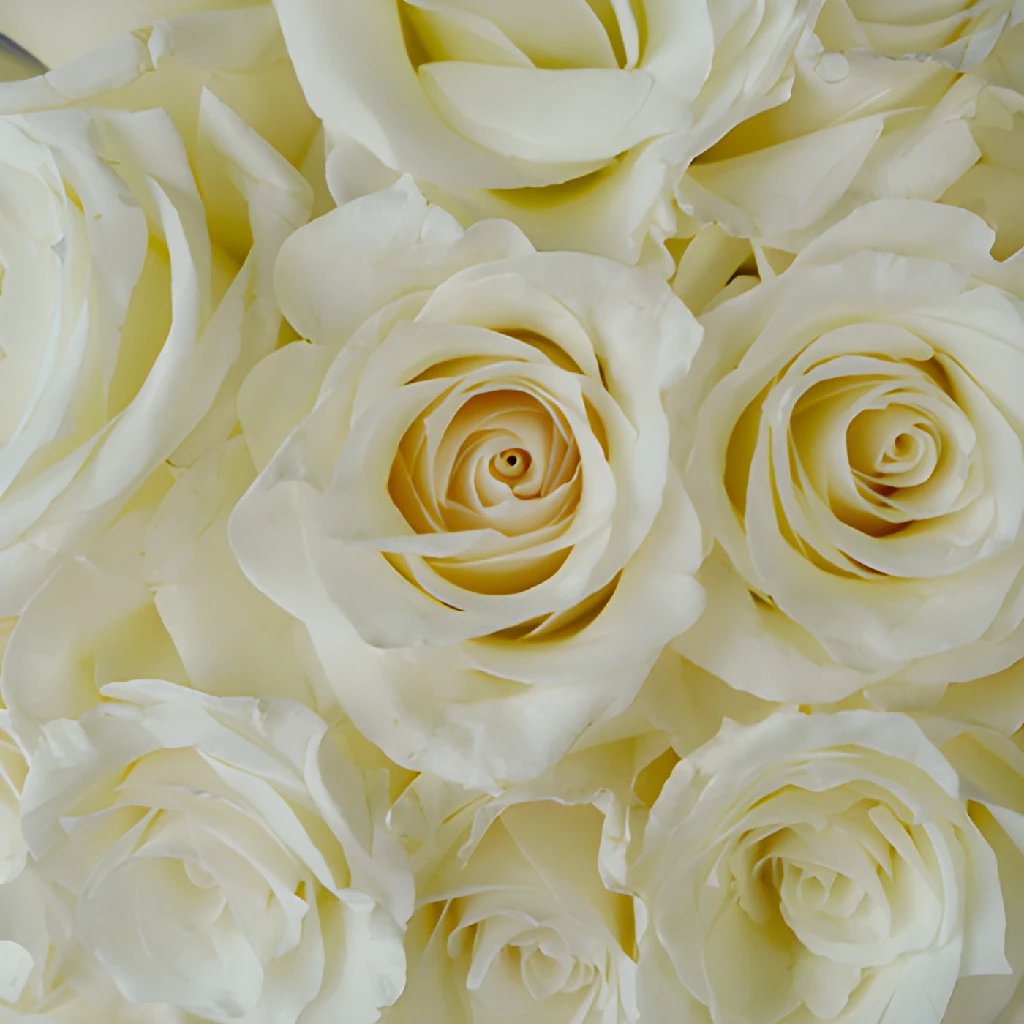 http://fiftyflowers.com/cdn/shop/products/Snow-Bliss-Roses-Closeup-350_4cf88c8a_c9d90ac0-7871-4b22-898c-641c3b9586d4.jpg?v=1683165899