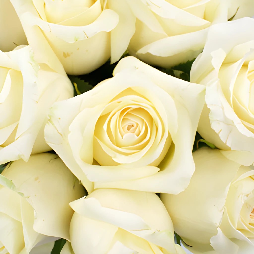 Nieve Creamy Ivory Bulk Rose