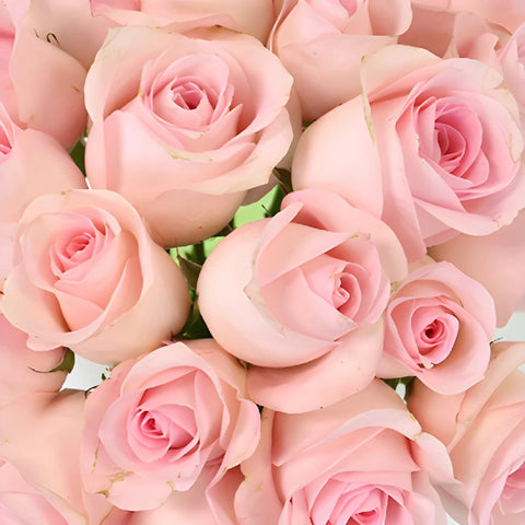 Sweet Akito Sweetheart Roses