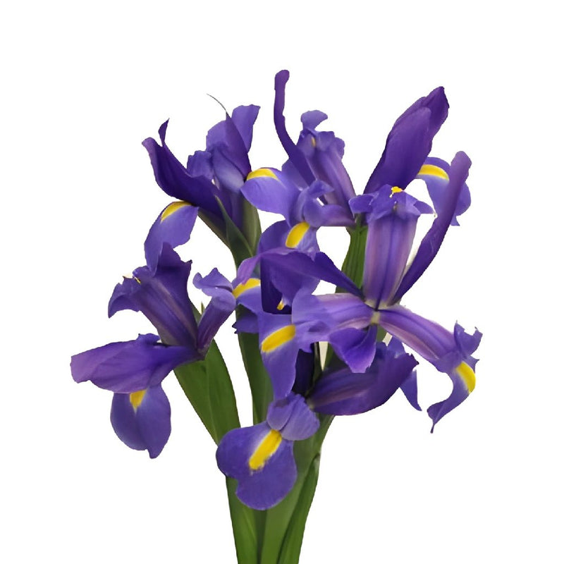Iris Violet Blue Flower