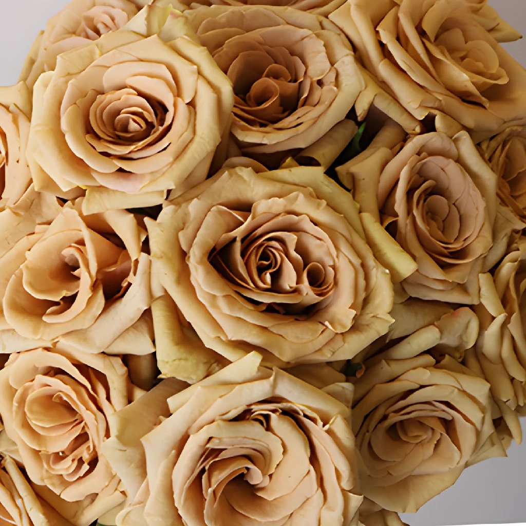 brown rose flowers