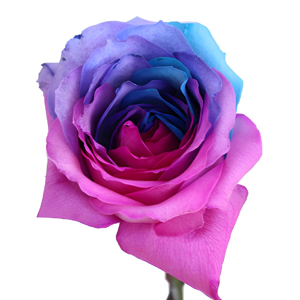 Buy Wholesale Blue, Pink and Purple Rainbow Roses in Bulk - FiftyFl