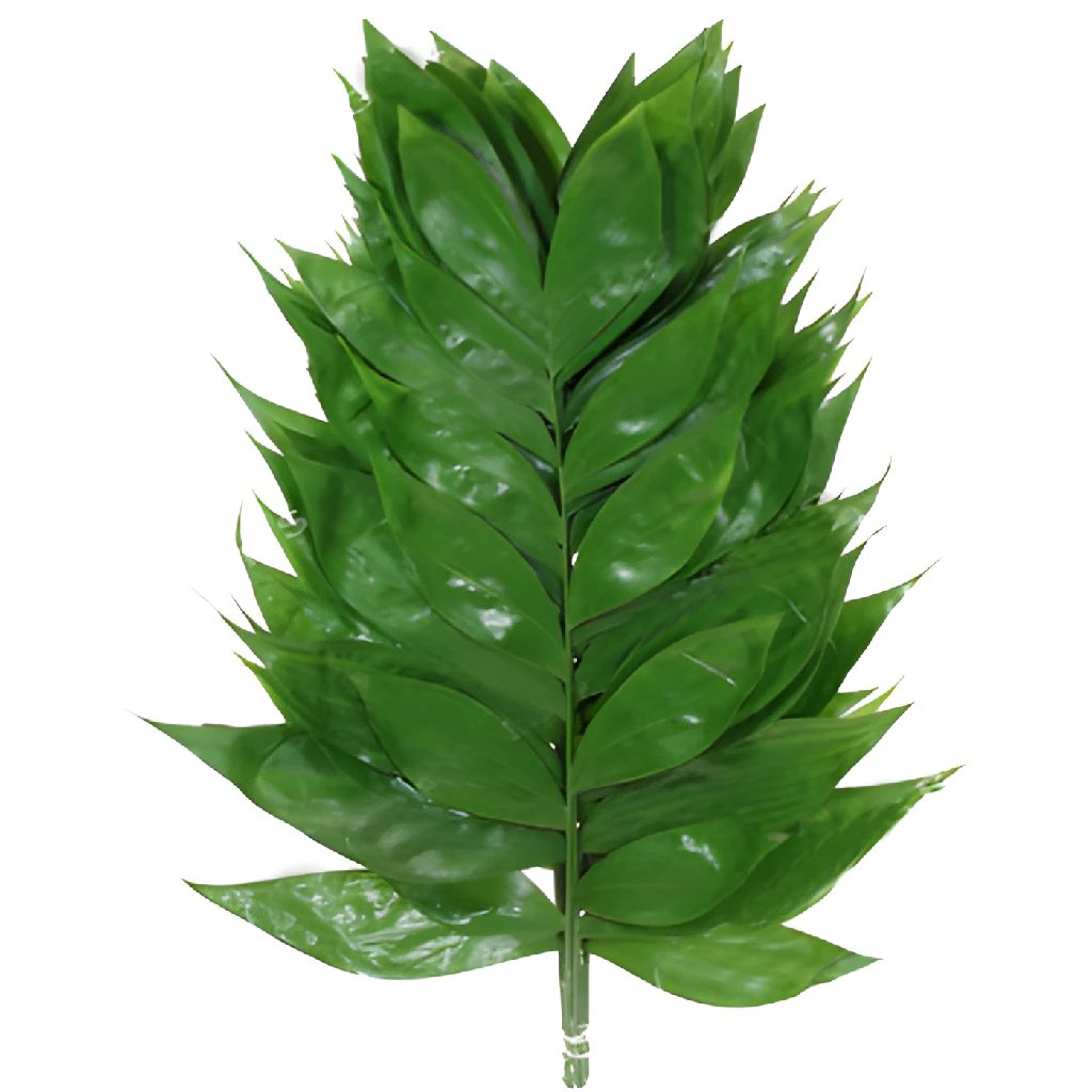 Green Jade Foliage - Potomac Floral Wholesale