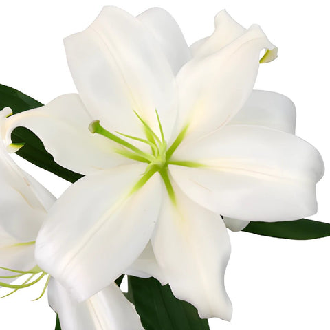 White Oriental Lilies Bloom