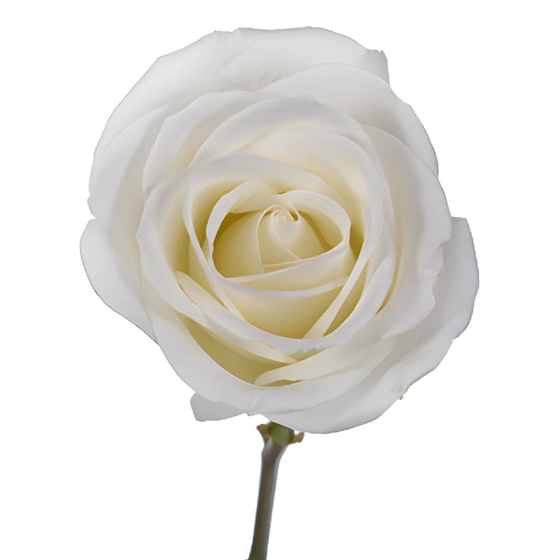 White Tibet Rose