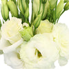 Lisianthus White Wholesale Flower