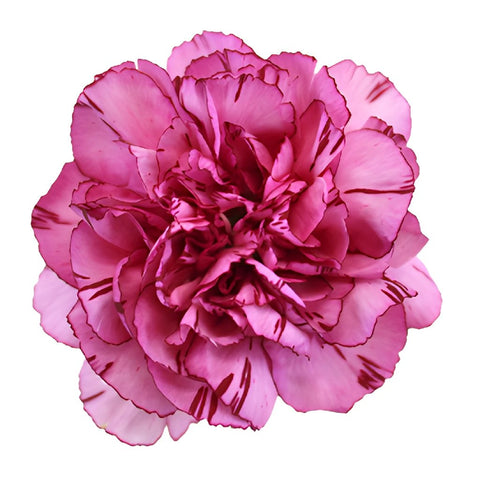 Amico Lavender Magenta Carnation Flower Bloom