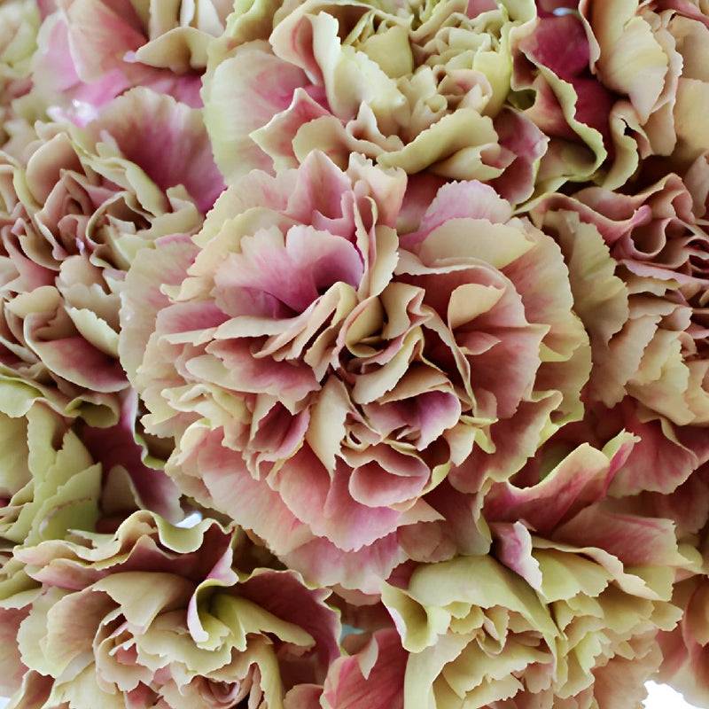 Bella Epoca Green and Pink Wholesale Carnations Up close